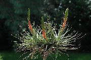 赤 フラワー ティランジア属 (Tillandsia) 観葉植物 フォト