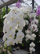 blanco Flor Phalaenopsis  Plantas de interior foto