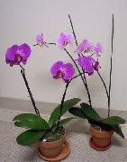 紫丁香 花 蝴蝶兰 (Phalaenopsis) 室内植物 照片