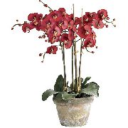 红 花 蝴蝶兰 (Phalaenopsis) 室内植物 照片