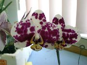claret Bloem Phalaenopsis  Kamerplanten foto