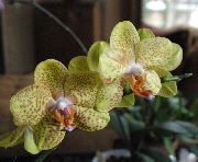 黄 花 蝴蝶兰 (Phalaenopsis) 室内植物 照片