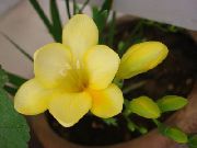 κίτρινος λουλούδι Φρέζια (Freesia) φυτά εσωτερικού χώρου φωτογραφία
