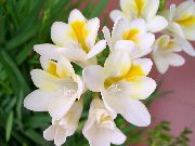 balts Zieds Frēzija (Freesia) Telpaugi foto
