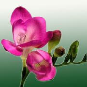 rožnat Cvet Frezije (Freesia) Hiša Rastline fotografija