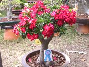 červená Kvetina Púštne Ruže (Adenium) Izbové Rastliny fotografie