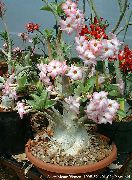 ピンク フラワー 砂漠の薔薇 (Adenium) 観葉植物 フォト