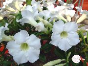 beyaz çiçek Çöl Gülü (Adenium) Ev bitkileri fotoğraf
