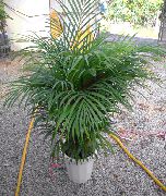 Hrysalidocarpus Растение зелен