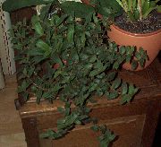მწვანე Cyanotis  სახლი მცენარეთა ფოტო