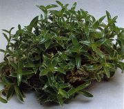 зелен Cyanotis  Стайни растения снимка