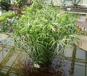 светло зелено Чадър За Растителна (Cyperus) Стайни растения снимка
