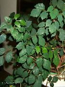 მუქი მწვანე ყურძნის სურო, მუხის ფოთოლი Ivy (Cissus) სახლი მცენარეთა ფოტო