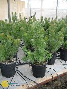 зелен Крайбрежна Вълнист Буш (Adenanthos) Стайни растения снимка