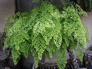 lysegrøn Maidenhair Bregne (Adiantum) Stueplanter foto