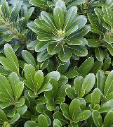 зелен Японски Лавър, Pittosporum Tobira  Стайни растения снимка