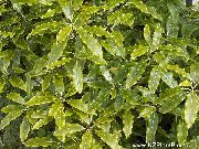 Japanse Laurier, Pittosporum Tobira Plant licht groen