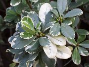 на петна Японски Лавър, Pittosporum Tobira  Стайни растения снимка