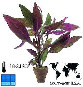 Alternanthera Plant purper