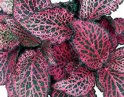 杂色 Fittonia，神经厂  室内植物 照片
