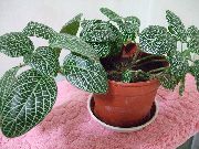 строкатий Фіттонія (Fittonia) Кімнатні рослини фото
