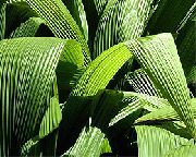 Curculigo, Палмово Трева Растение зелен
