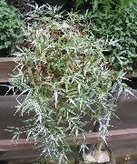 ჭრელი მრავალფეროვანი Basketgrass (Oplismenus) სახლი მცენარეთა ფოტო