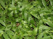 მწვანე მრავალფეროვანი Basketgrass (Oplismenus) სახლი მცენარეთა ფოტო