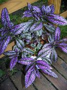 Escudo Persa Planta púrpura