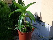 Callisia, Кошница Растение, Златна Филиз  зелен