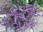 Purple Heart Wandering Jew Plant purple