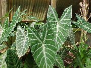на петна Маланга, Yautia (Xanthosoma) Стайни растения снимка