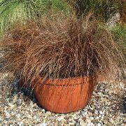 Carex, Sedge Planta marrom