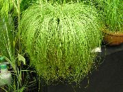 Carex, Šaš Rastlina svetlo zelena