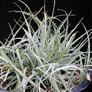 Carex Rastlina striebristý