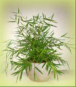 მწვანე მინიატურული ბამბუკის (Pogonatherum) სახლი მცენარეთა ფოტო