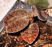 Macodes Plant brown