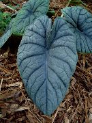    Alocasia rugosa leaf
