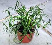 Лилия Чимовете Растение зелен