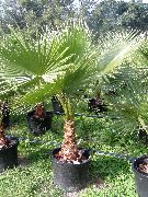 Washingtonia Растение зелен
