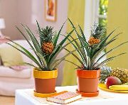 verde Pineapple (Ananas) Plantas de Casa foto