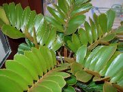 მწვანე Florida მარანთა (Zamia) სახლი მცენარეთა ფოტო