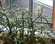 ჭრელი Jacobs ასვლა, ეშმაკები ხერხემალი (Pedilanthus) სახლი მცენარეთა ფოტო