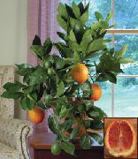 grön Sötapelsin (Citrus sinensis) Krukväxter foto