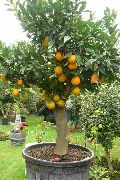 зелен Сладък Портокал (Citrus sinensis) Стайни растения снимка