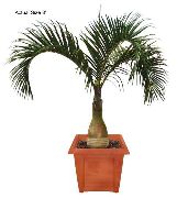    ()  - Spindle Palm, Mascarena verschaffeltii, Hyophorbe verschaffeltii
