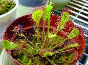 светло зелено Кръг Ендивия Росянка (Drosera) Стайни растения снимка