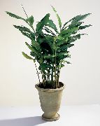 Cardamomum, Elettaria Cardamomum Растение зелен