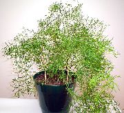 grön Sparris (Asparagus) Krukväxter foto