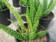 zelena Šparoga (Asparagus) Biljka u Saksiji foto